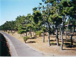 望海浜公園の画像