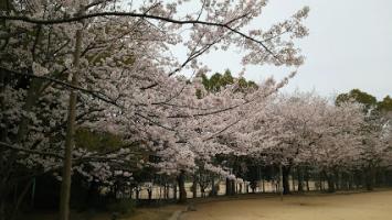 池上中央公園の画像