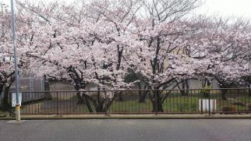 城山公園の画像